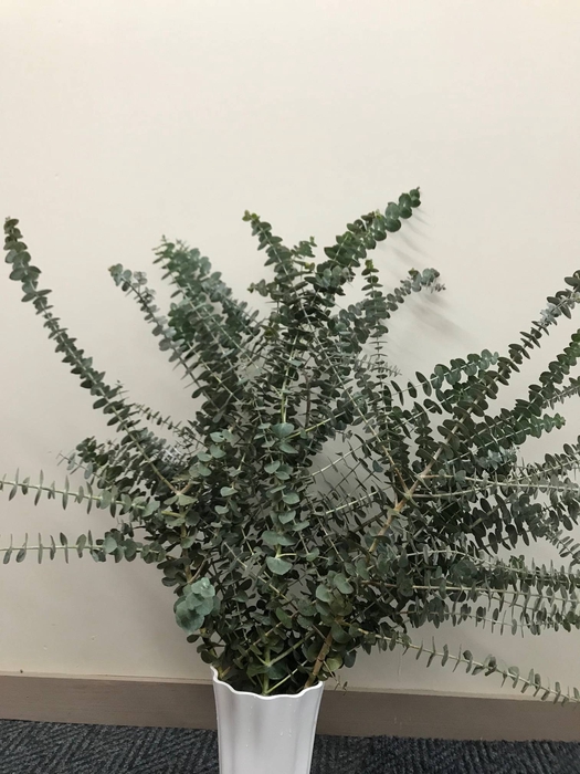 Greens - Eucalyptus Baby Blue