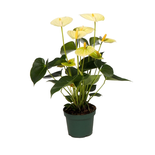 <h4>Anthurium Vanilla 12cm</h4>
