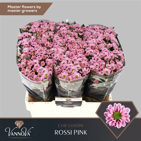 Chr S Rossi Pink