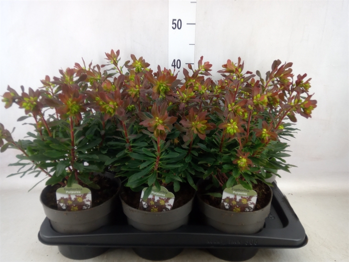<h4>Euphorbia amygdaloides 'Purpurea'</h4>
