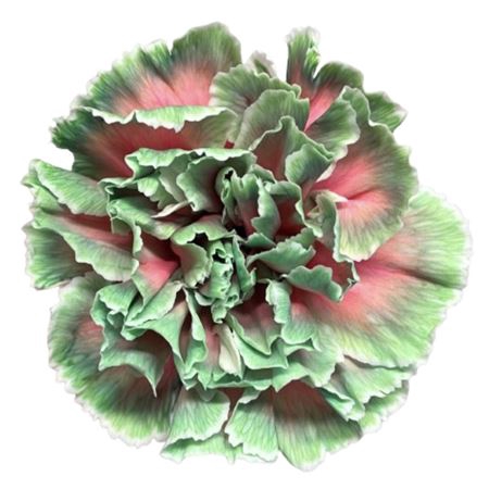 <h4>Dianthus st paint bubblicious</h4>