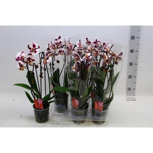 Phalaenopsis Elegans Cascade 12Ø 45cm 2st 16fl