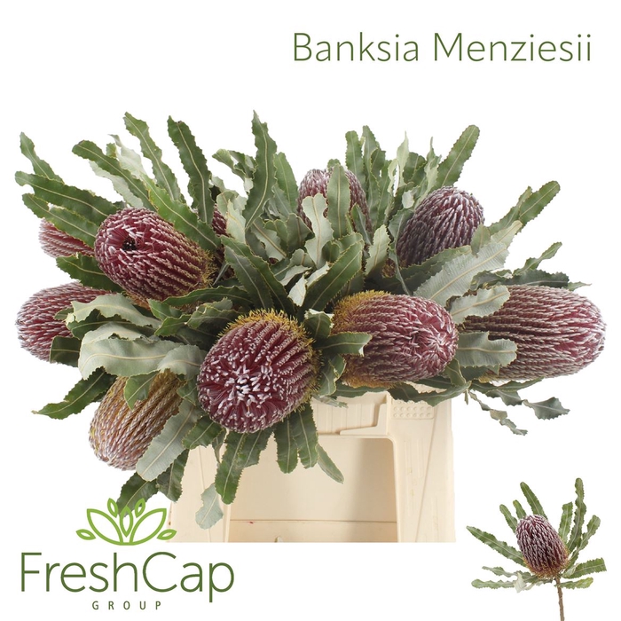 <h4>Banksia Menziesii</h4>