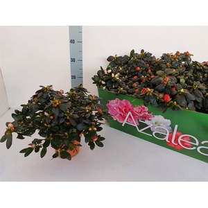 Rhododendron simsii mix 13Ø 26cm 28Ø