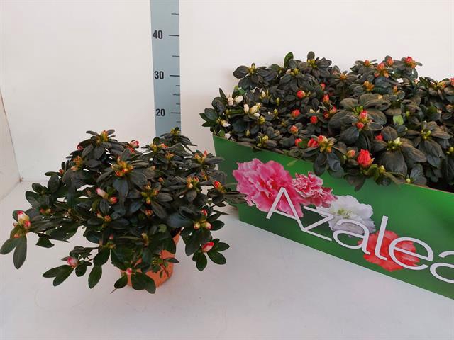 Rhododendron simsii mix 13Ø 26cm 28Ø