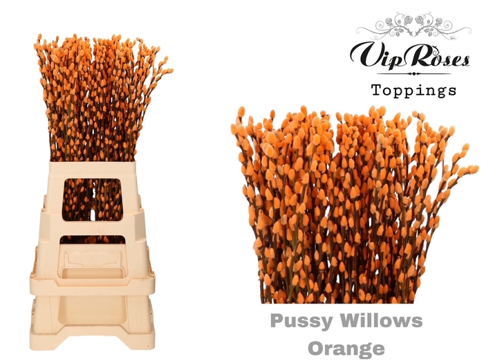 <h4>Salix Pnt Pussy Willow Orange</h4>
