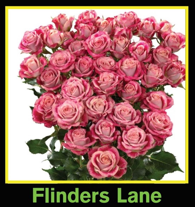 <h4>R Tr Spray Flinders Lane</h4>