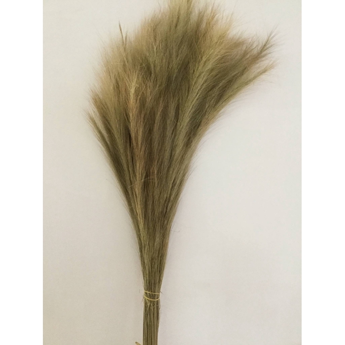 <h4>DRIED FLOWERS - FOX TAIL NATURAL 250GR</h4>