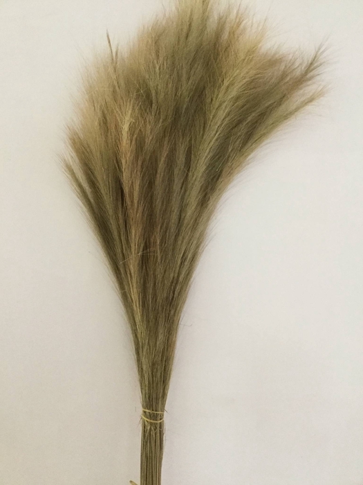 DRIED FLOWERS - FOX TAIL NATURAL 250GR