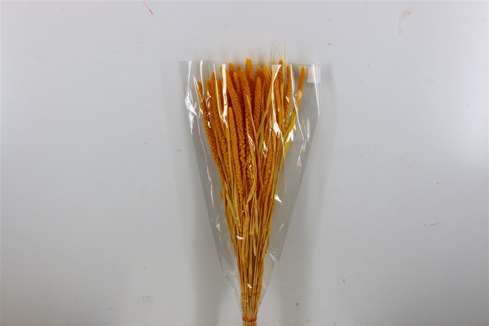 <h4>Dried Setaria Bleached Yellow Bunch</h4>