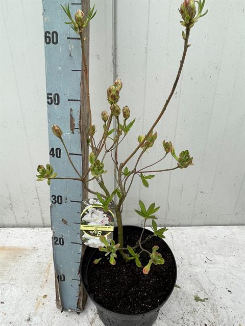Rhododendron Knaphill-Exbury Persil 23Ø 50cm