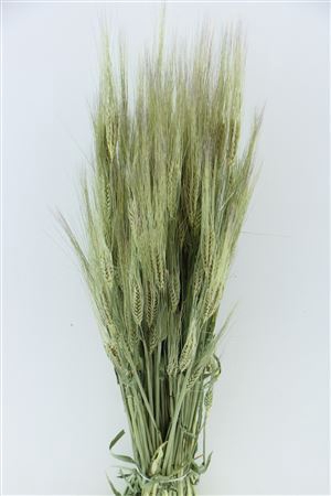 <h4>Dried Hordeum (gerst) Natural Bunch</h4>