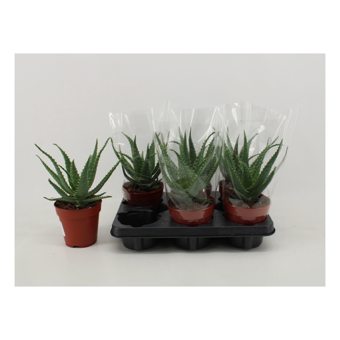 <h4>Aloe Arborescens (Cites) 12Ø 25cm</h4>