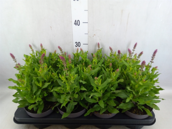 <h4>Salvia nemorosa 'Sensation Rose Dp'</h4>