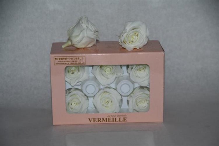 PRESERVED ROSES INES IVORY