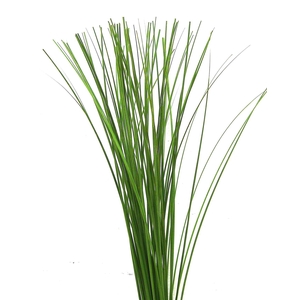 Minora Grass