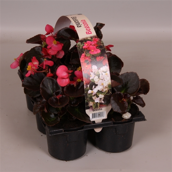 <h4>Begonia Semp donkerbladig roze 6p</h4>