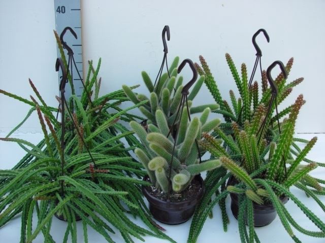 <h4>Cactus   ...hangingplants</h4>