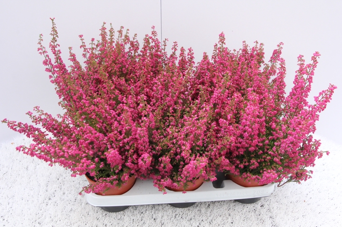 Erica gracilis Beauty Queens Red & Rose
