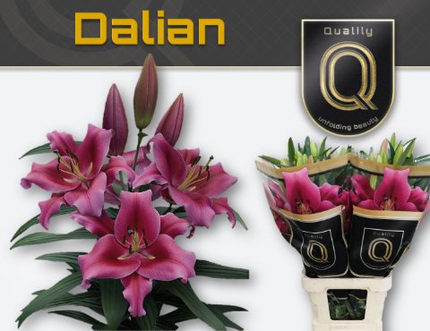<h4>Lilium or dalian</h4>