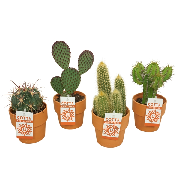 <h4>Cactus mix in 10 cm 'Terracotta Kraagpot'</h4>