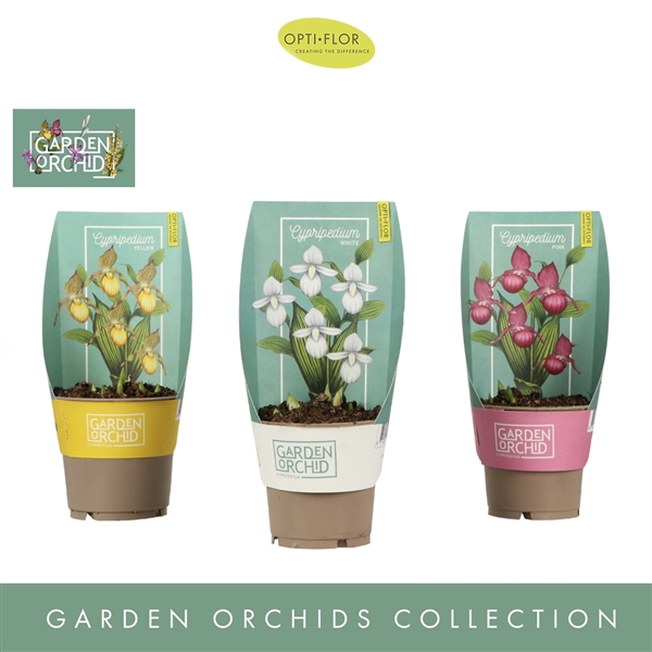 <h4>Garden Orchids Cypripedium 6+ Mix</h4>