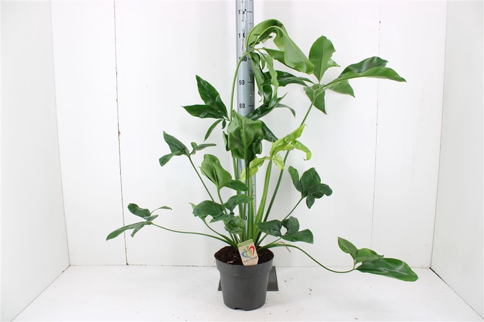 <h4>Philodendron Green Wonder P24</h4>