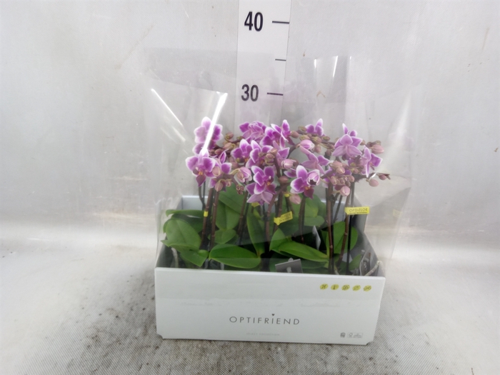 <h4>Phalaenopsis multi.   ...lilac</h4>