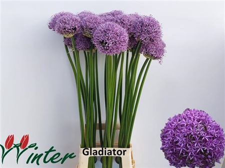 <h4>Allium Gladiator</h4>
