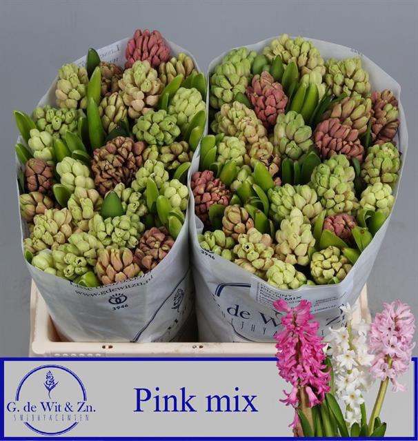 <h4>Hyacinthus pink mix</h4>