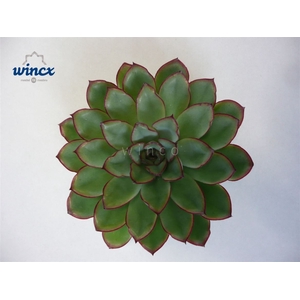 Echeveria rondo cutflower wincx-16cm