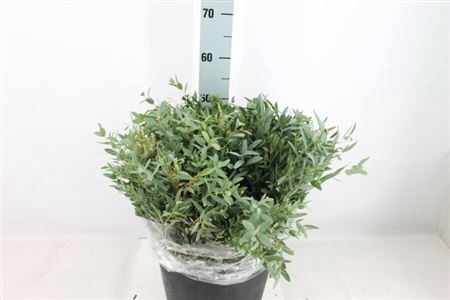 <h4>Euca Parvifolia Kort Extra 400 Gram</h4>