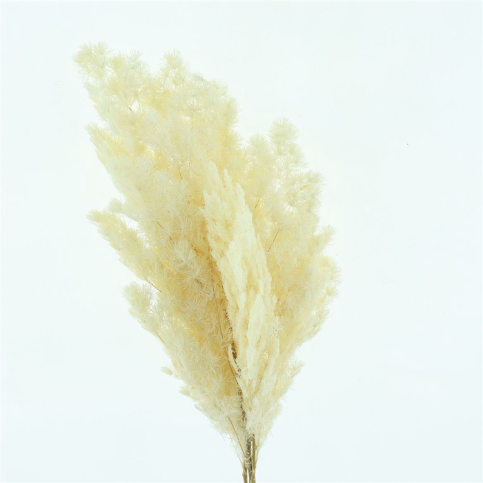 <h4>Dried Bleached Asparagus Retrofract</h4>