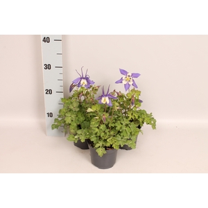 vaste planten 12 cm Aquilegia Deep Blue & White