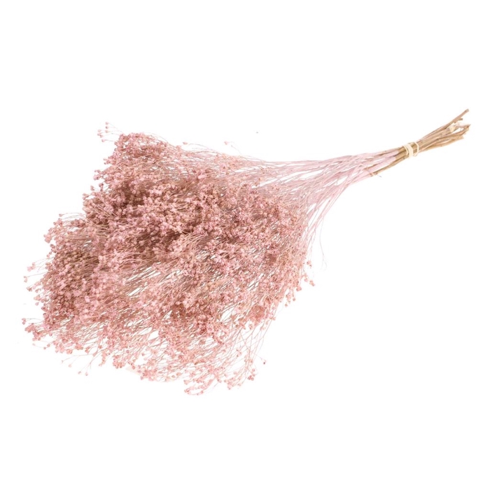 <h4>Broom bloom bunch pink misty</h4>