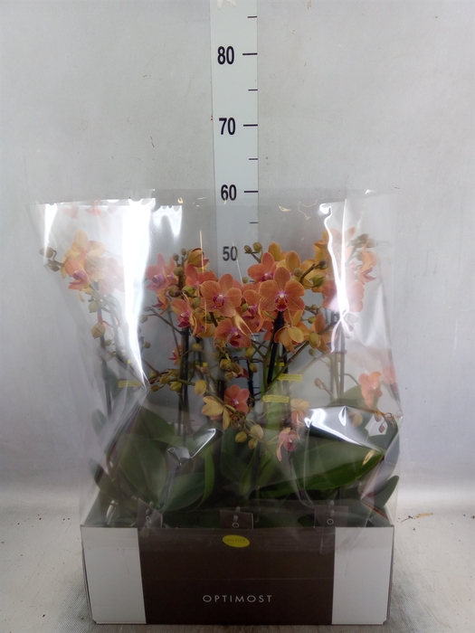 <h4>Phalaenopsis multi. 'FC SunsetLove'</h4>
