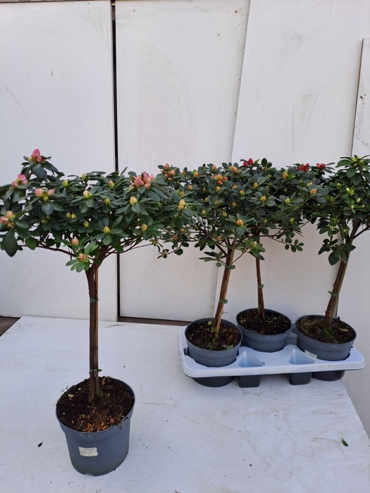 <h4>Azalea Rhododendron (Simsii)</h4>