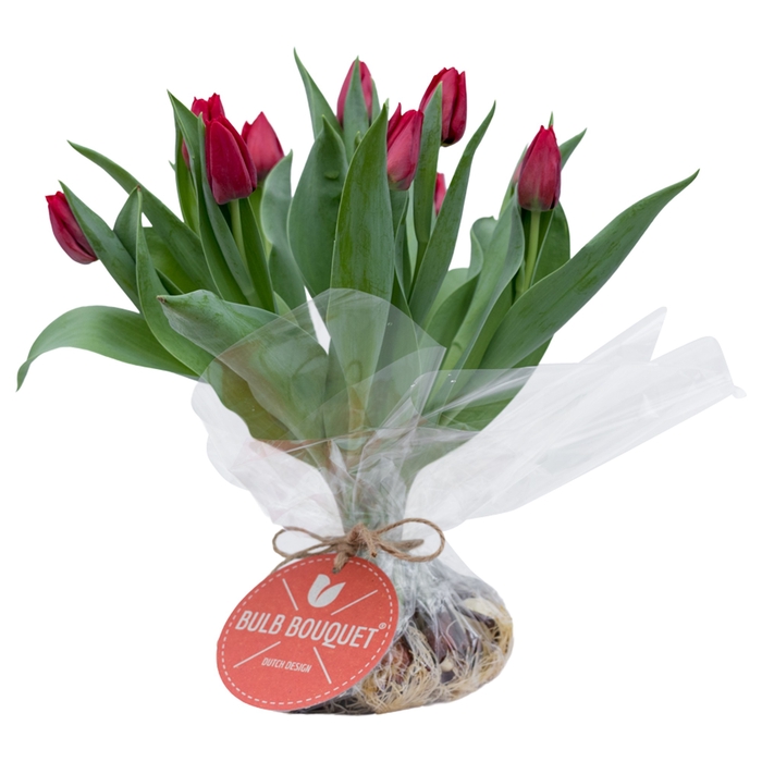 <h4>Tulipa sheaf red x10</h4>