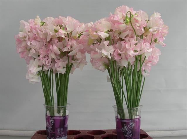 <h4>Lathyrus wedding white (white/pink)</h4>
