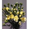 Dianthus Spray Yellow (Carn)