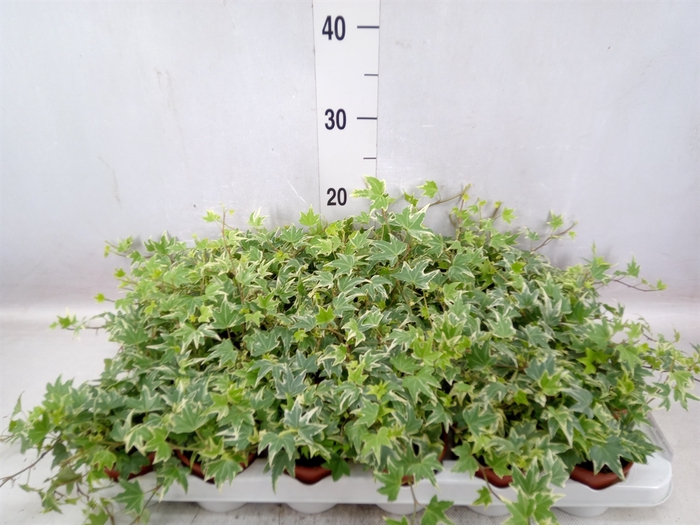 <h4>Hedera helix 'White Ripple'</h4>