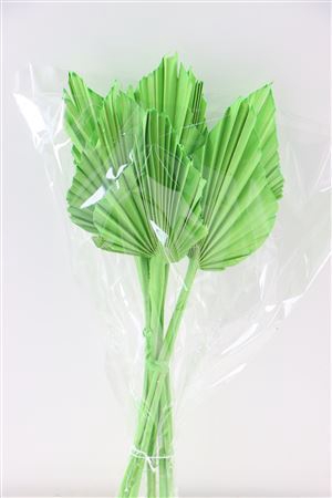 <h4>Dried Palm Spear 10pc Apple Green Bunch</h4>