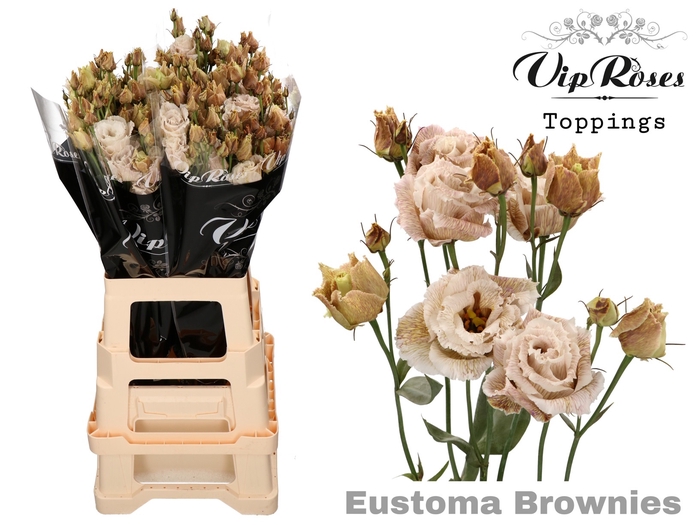 <h4>Lisianthus do paint brownies</h4>