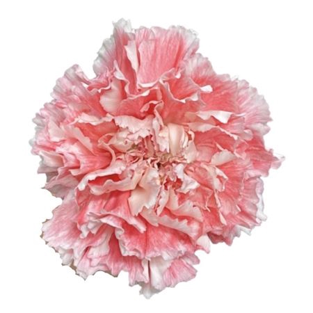 <h4>Dianthus st pink paraiso</h4>