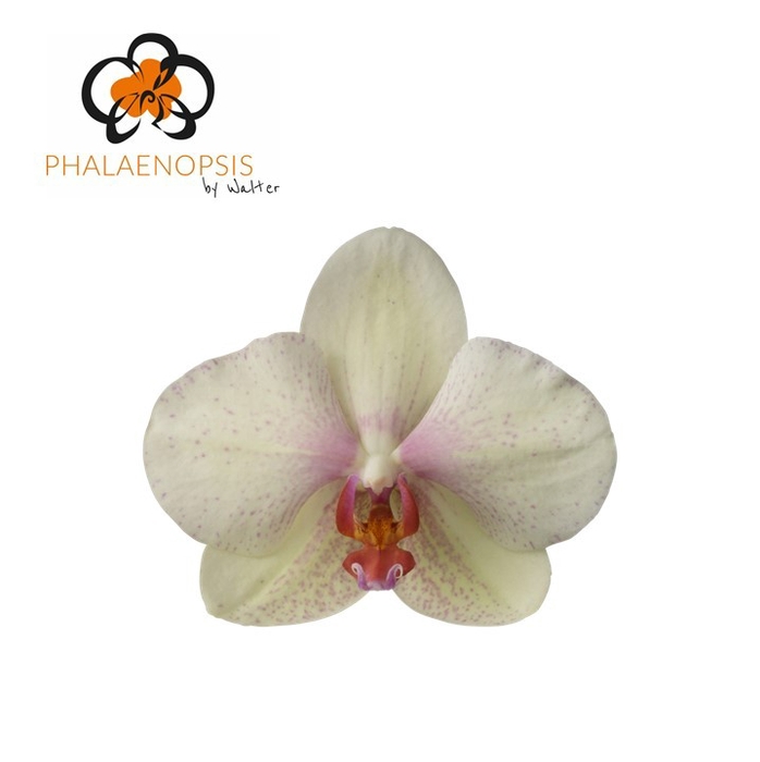 <h4>Phalaenopsis Omega Doos</h4>
