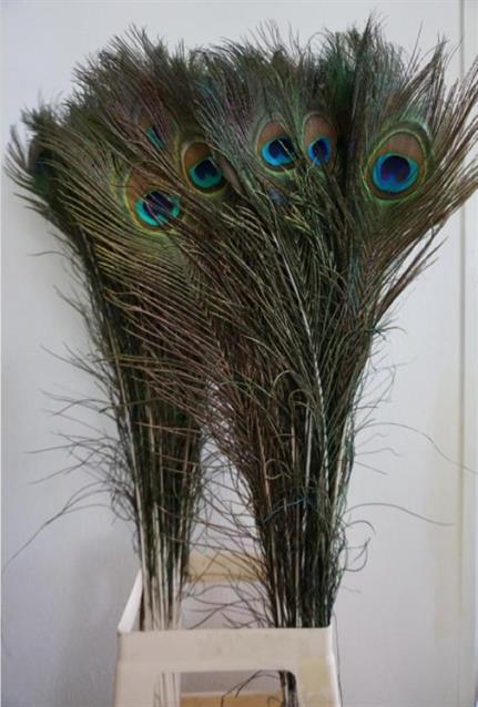 <h4>Dried Peacock Feathers</h4>