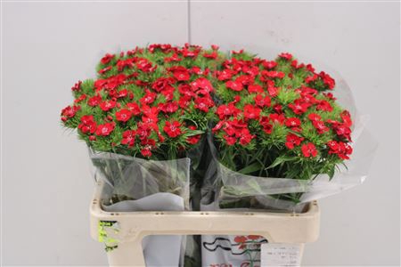 <h4>Dianthus Ba Aldo Red</h4>