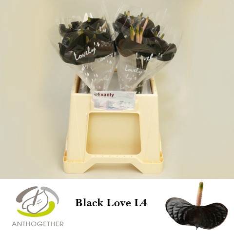 <h4>Anthurium love black</h4>