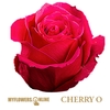 R Gr Cherry-O! Hot Pink 50cm EC