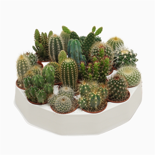 <h4>Cactus mix 5,5 cm in ronde tray</h4>